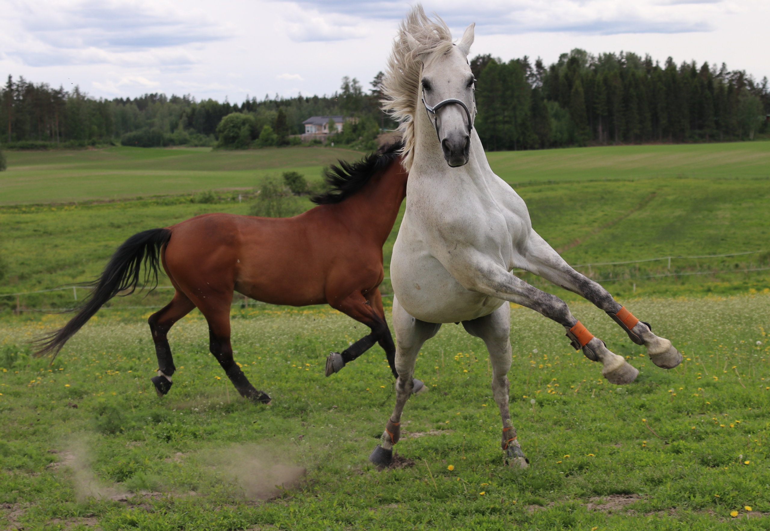 Tunnetko sinä Kangasalan? Vastaa visaisiin kysymyksiin. Kangasalla on hevosvoimaa, sen todistaa Janne Kähkösen kuvakin.