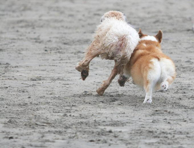 Koirapuistossa koirat pääsevät vapaasti juoksentelemaan ja leikkimään keskenään. Lentolan koirapuistoon on suunniteltu erilliset aitaukset pienille ja isoille koirille. Kuva: Iclipart